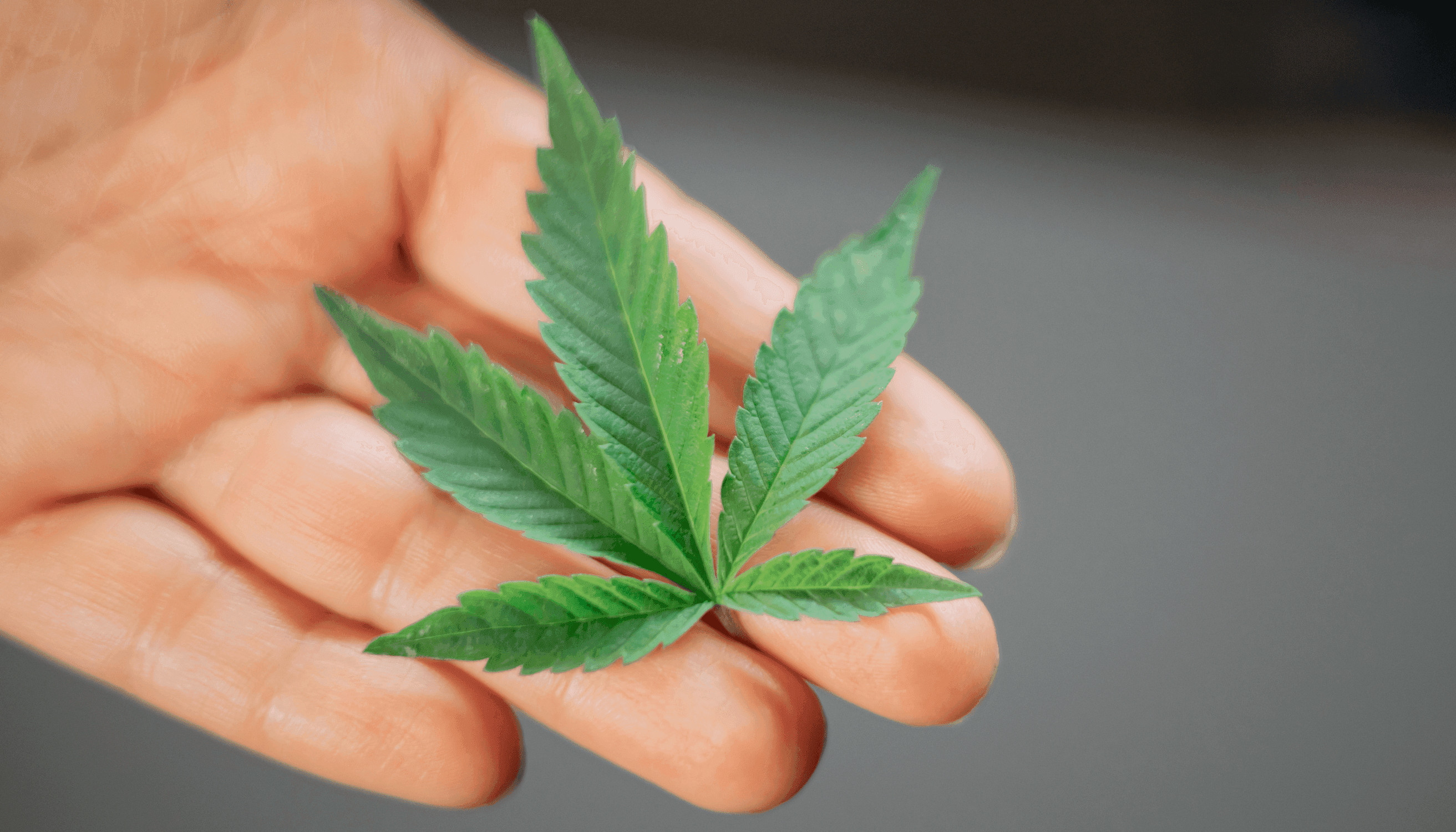 Hand mit einer grünen Blüte in der Hand