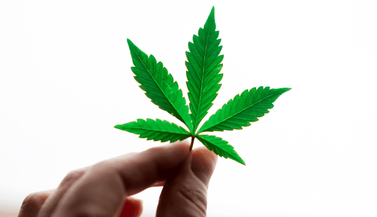 Finger die eine grüne Blüte in der Hand halten. Weißer Hintergrund